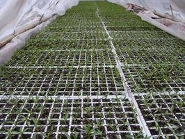 西瓜、苦瓜、梨瓜、辣椒等一系列產(chǎn)品的幼苗培植價格_西瓜、苦瓜、梨瓜、辣椒等一系列產(chǎn)品的幼苗培植_陜西西安市西瓜、苦瓜、梨瓜、辣椒等一系列產(chǎn)品的幼苗培植生產(chǎn)供應(yīng)商_花卉種子、種苗盡在搜了網(wǎng)