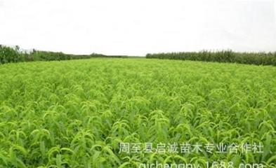 果樹(shù)苗 優(yōu)質(zhì)突圍桃苗 陜西桃苗 適應(yīng)性強(qiáng) 有機(jī)中晚熟桃苗