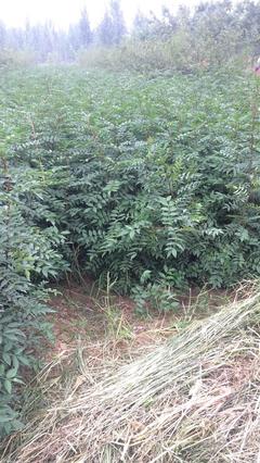 【嫁接兩年火葫蘆陜西樹苗哪里有火葫蘆柿子苗 韓城種苗品牌】價格,廠家,柿樹