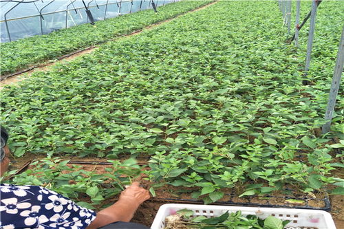 【陜西矮化吉塞拉6號(hào)砧木苗批發(fā)】-