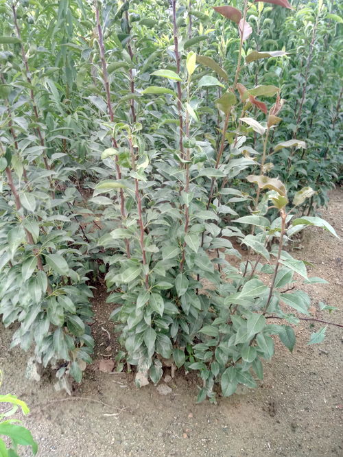 陜西嫁接梨樹苗占地梨樹現(xiàn)挖現(xiàn)賣