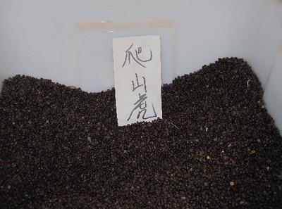 【供應(yīng)寧夏爬山虎種子價(jià)格】價(jià)格,廠家,其他種子、種苗-搜了網(wǎng)