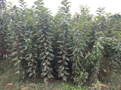 陜西寶雞櫻桃種苗(美早、布魯克斯、早大果、俄羅斯八號(hào)、美國一號(hào))|櫻桃種苗(美早、布魯克斯、早大果、俄羅斯八號(hào)、美國一號(hào))價(jià)格|櫻桃種苗(美早、布魯克斯、早大果、俄羅斯八號(hào)、美國一號(hào))圖片-中國苗木網(wǎng)miaomu.com