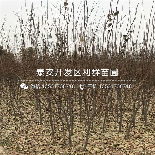 【新品種甜柿子樹苗出售基地】- 