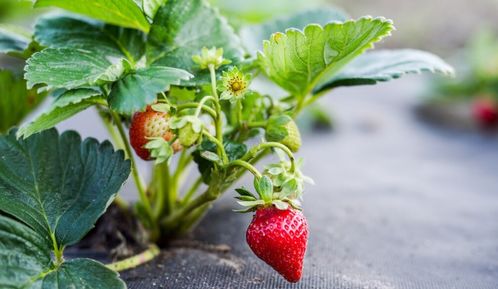 近日,日本已禁止出口1975個作物種苗,我們靠日本種苗不行了