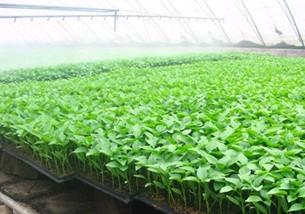 蔬菜種苗,蔬菜種苗生產(chǎn)廠家,蔬菜種苗價格