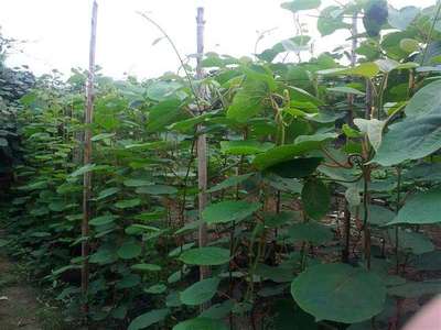 供應楊凌農(nóng)科城獼猴桃種苗