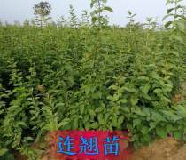 【淀粉鮮食型紅薯品種-徐薯32(食五)】徐薯32(食五),價格,廠家,供應商,農(nóng)作物種苗