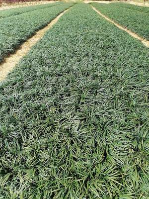 寧夏麥冬草規(guī)格-李斌麥冬草-陜西麥冬草養(yǎng)護