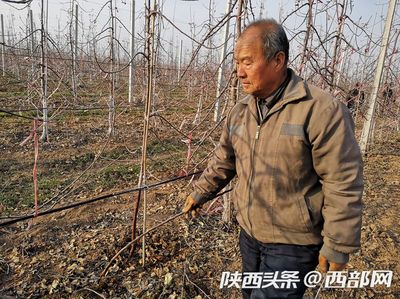 鳳翔聚力發(fā)展優(yōu)勢主導產(chǎn)業(yè) 讓致富路越走越寬