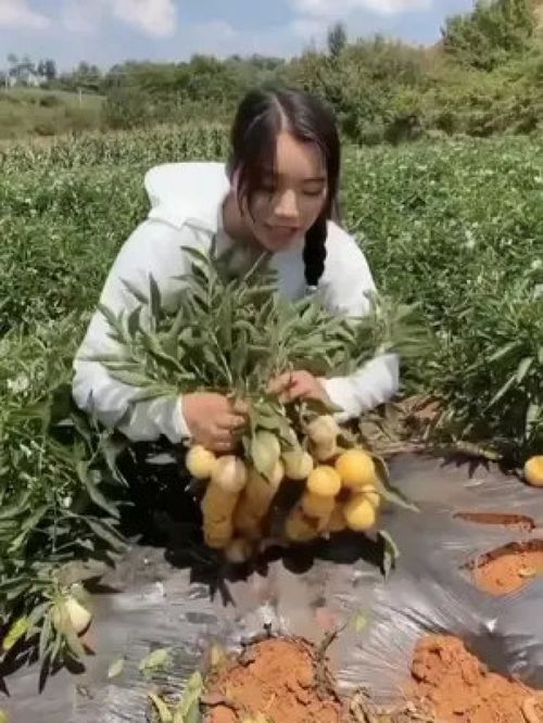 人參果樹苗 三農 優質農產品