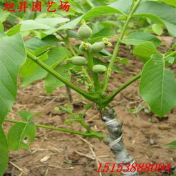 承德易成活核桃樹苗種植技術