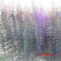 供應用于綠化的陜西紅葉李樹苗批發商,紅葉李種苗基地