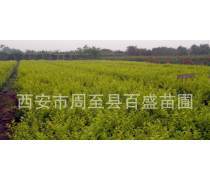 陜西營養(yǎng)缽苗木優(yōu)質(zhì)商家置頂推薦產(chǎn)品