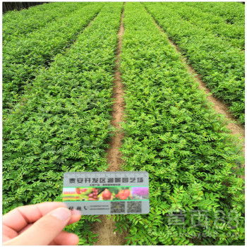 【陜西花椒苗基地批發(fā)花椒樹苗價格】-