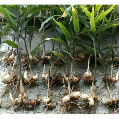 陜西黃精種苗批發(fā)價格