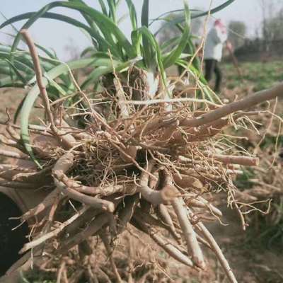 陜西大荔沙苑黃花菜種苗 產(chǎn)地直銷