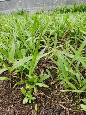 [三叉白芨種苗批發(fā)]陜西商洛商州區(qū)白芨種苗 9.80元/件樣品通 _ 一畝田