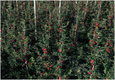 陜西省果業中心