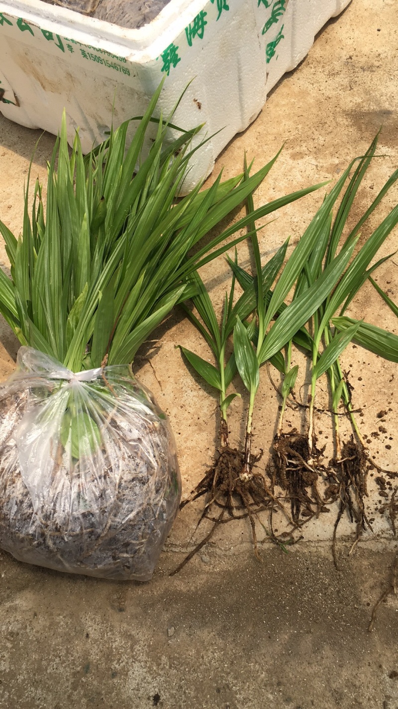 [白芨種苗批發]陜西漢中漢臺區白芨種苗 0.60元/棵白芨苗2年 _ 一畝田