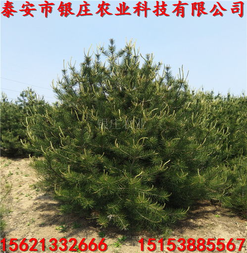 【陜西白皮松小苗價格白皮松種植技術(shù)】- 