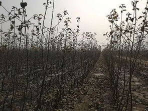 大農(nóng)圈 農(nóng)業(yè)供求信息 第一百五十四期