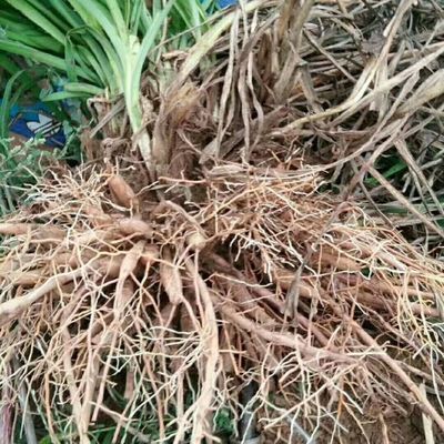 陜西蔬菜種苗陜西蔬菜種苗供應(yīng)_陜西蔬菜種苗價格