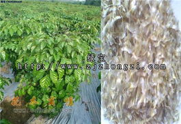 供應(yīng) 海南菜豆