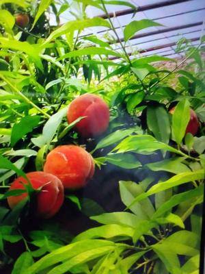 陜西種苗器批發(fā)采購(gòu)_陜西種苗器供應(yīng)_陜西種苗器價(jià)格_陜西種苗器批發(fā)網(wǎng)[第0頁(yè)]