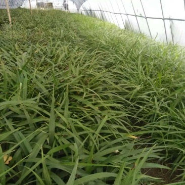 [白芨種苗批發(fā)]陜西商洛山陽(yáng)縣白芨種苗 0.40元/棵優(yōu)質(zhì)白芨苗 _ 一畝田