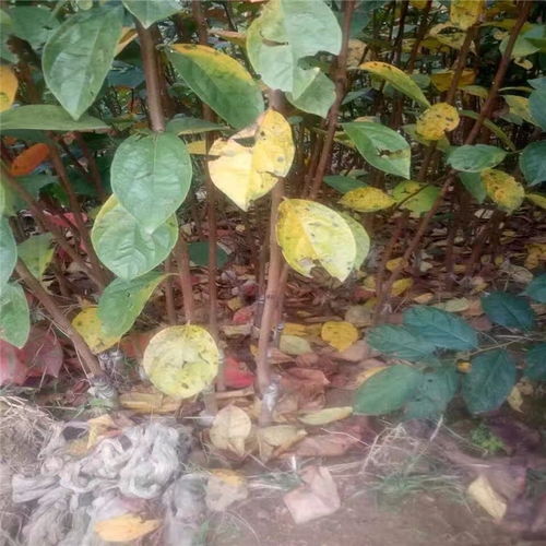 一公分以上黑柿子樹(shù)苗價(jià)格 黑柿子樹(shù)苗哪里有