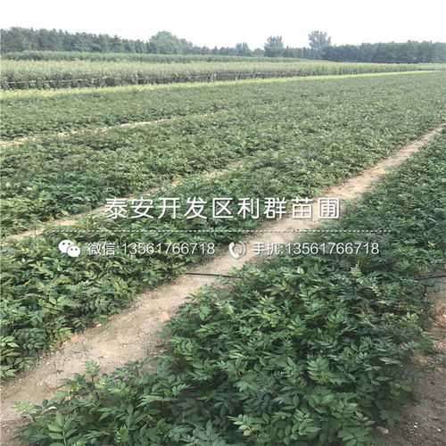 【花椒樹(shù)苗出售、花椒樹(shù)苗基地】-