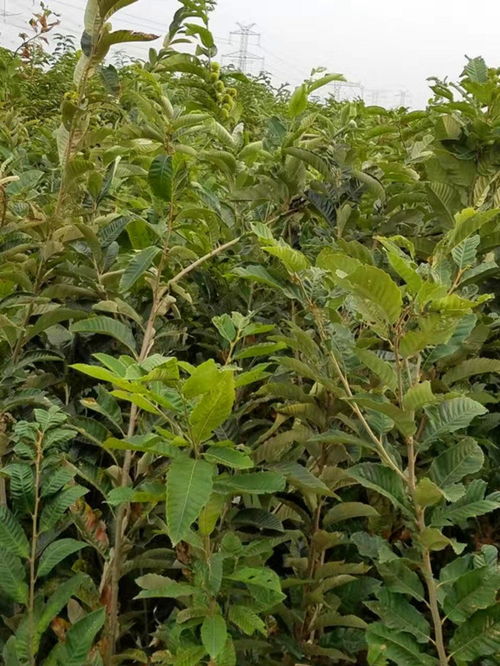 原生板栗樹(shù)精華 陜西榆林華豐板栗苗