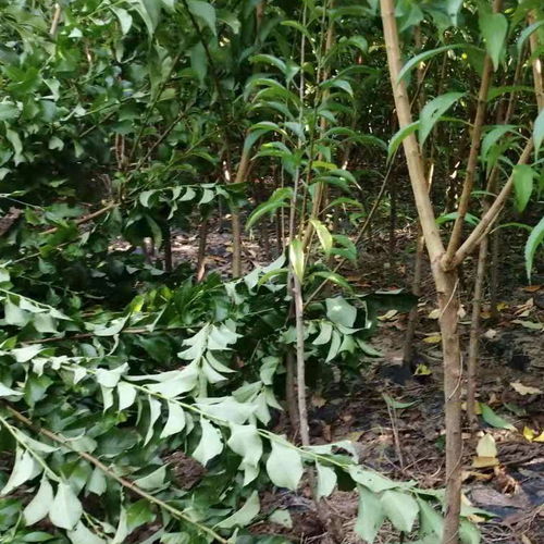 【陜西渭南蜂糖李苗每日?qǐng)?bào)價(jià),陜西渭南蜂糖李苗批發(fā)】-