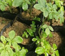 【醉蝶花熱賣(mài)促銷(xiāo)】_價(jià)格/圖片/廠家 - 熱賣(mài)促銷(xiāo)