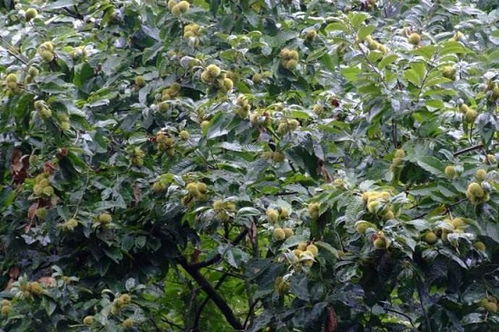 鎮(zhèn)安板栗季節(jié)