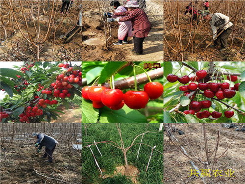 內(nèi)蒙古興安盟新品種李子樹苗基地送貨價格