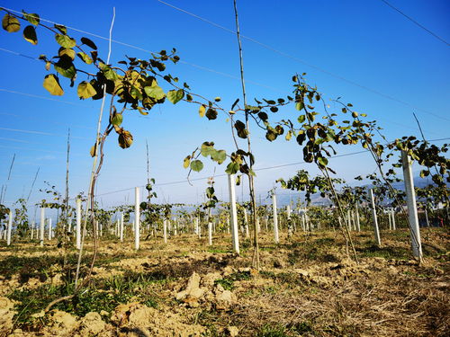 漢陰獼猴桃 富硒好味道 百名主播陜西果業產區行走進安康漢陰