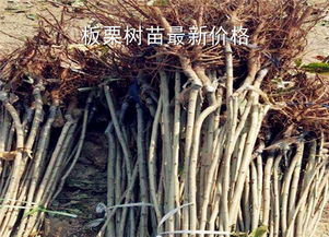 板栗樹(shù)苗最新價(jià)格多少錢(qián)一棵 種植幾年結(jié)果