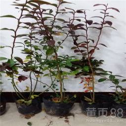 【新疆核桃樹(shù)苗,陜西核桃樹(shù)苗,核桃樹(shù)苗多少錢(qián)一棵】- 