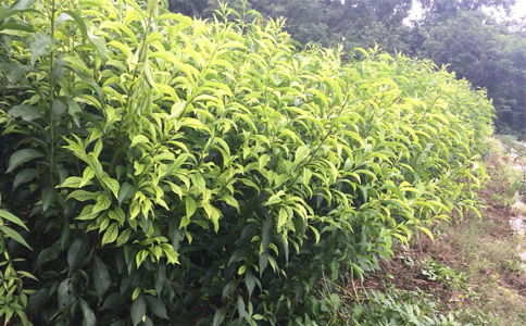 陜西種苗 貴州遵義李子苗供應(yīng)，離核李子樹(shù)苗種植幾年能掛果