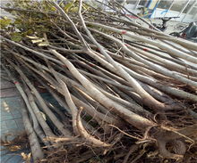 8518核桃樹(shù)苗價(jià)格解析及陜西種苗市場(chǎng)概況