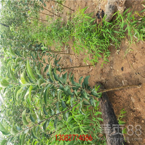 陜西維納斯蘋果苗 優(yōu)質(zhì)種苗的批發(fā)與種植指南