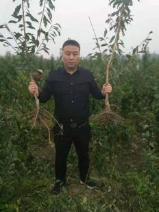 李子樹苗的整地與開溝技術(shù)——以陜西種苗為例