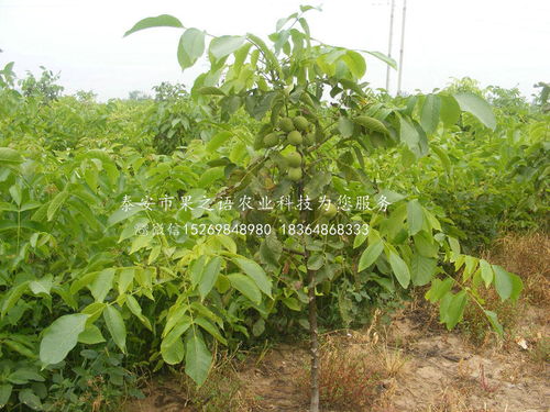 重慶與陜西種苗產業發展對比與展望