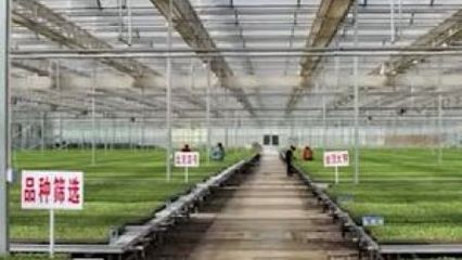 企業幫扶農戶,攜手共奔小康——記陜西種苗大王李林軍的脫貧攻堅之路