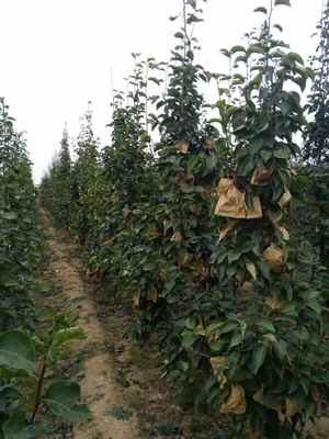 陜西庫爾勒香梨樹苗基地 廠家直供，品質保障，最新報價信息速覽