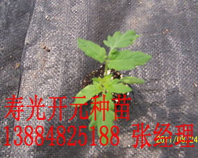 工廠化育苗新標(biāo)桿 從壽光開(kāi)元到陜西，番茄種苗產(chǎn)業(yè)的升級(jí)之路