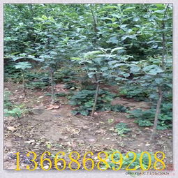 揚(yáng)州嫁接蘋果樹(shù)苗 優(yōu)質(zhì)種苗助力陜西果業(yè)高效采摘與產(chǎn)業(yè)發(fā)展