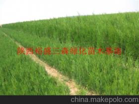 陜西綠化苗木供應(yīng)商、價(jià)格行情及主要批發(fā)市場(chǎng)全解析